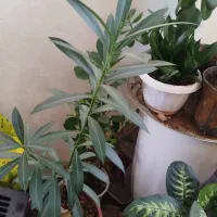 گل و گیاه|گل و گیاه طبیعی|کرمانشاه, |دیوار
