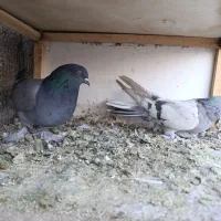 کبوتر پر|پرنده|لاران, |دیوار