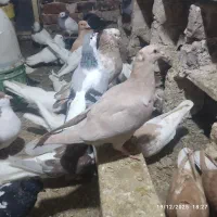 جوجه بغدادی جوجه تک