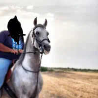 اسب