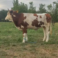 گاو شیری  سیمنتال اصل
