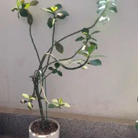 گیاه