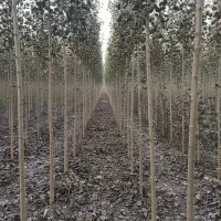 فروش ویــژه صنـوبــرهای ممتاز با ضمانت رشد|خدمات باغبانی و درختکاری|سنندج, |دیوار