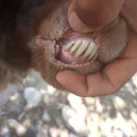 گوسفند آبستن جوان|حیوانات مزرعه|سیوان, |دیوار