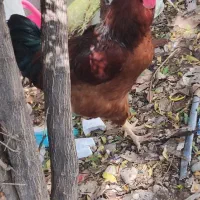 معاوضه با مرغ|حیوانات مزرعه|آزادشهر, |دیوار