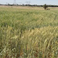 ۱/۵ هکتار زمین کشاورزی آبی با مجوز ۳۰۰۰ متر گلخانه