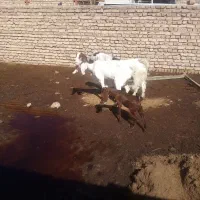 دوبزومیش بزگلابی بزغاله نر