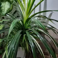 گل  اپارتمانی پاندانوس