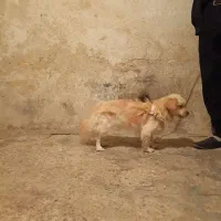 سگ پاپی شیتزو|سگ|فلاورجان, |دیوار