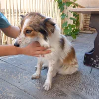 سگ پاکوتاه ماده