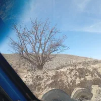 درخت عناب فروشی