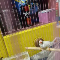 فنچ نر سالم سرحال|پرنده|سیرجان, |دیوار