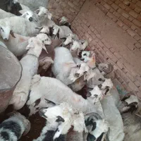 بره جفتی ۸۰