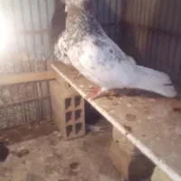 کله سبز|پرنده|تربت‌حیدریه, قائم|دیوار