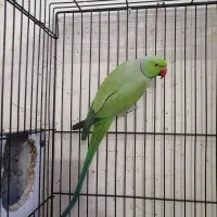 طوطی ملنگو جفت سخنگو عروس هلندی