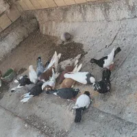 کبوتر