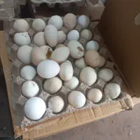 تخم مرغ سایز کوچیک و یه مقدار کم شکسته