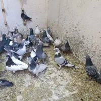 کفتر شهری پلاکی بهبهانی