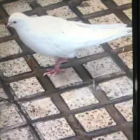 کبوتر سفید ماده