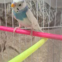 مرغ عشق|پرنده|کرمان, |دیوار