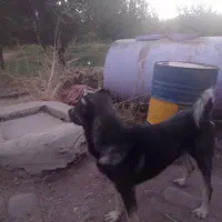 سگ عراقی|سگ|مراغه, |دیوار