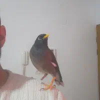 مینا