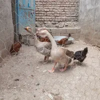 قو غاز
