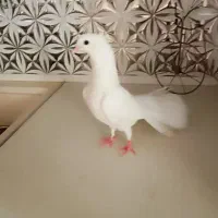 کفتر گرفتنی|پرنده|قم, باغ شازده|دیوار
