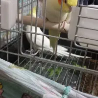 جفت عروس هلندی لوتینو|پرنده|امیدیه, |دیوار