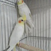 لوتینیو مولد|پرنده|اسلامشهر, شهرک سعیدیه|دیوار