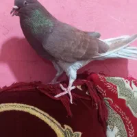 نر سرخ دم هفرنگ|پرنده|خمک, |دیوار