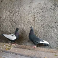 کفتر سینه سیاه نروماده و طوقی سبز سرخ و خوشرنگ زرد