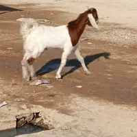 ۷ بز مطفل و ابستن و کهره نر و ماده|حیوانات مزرعه|اهواز, گلدشت|دیوار