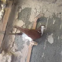 کلاغ دم سرخ، وکود کبوتر