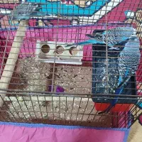 پرنده مرغ عشق