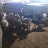 بزوبزغاله|حیوانات مزرعه|بشاریات, |دیوار