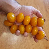 مهره های درشت قدیمی