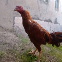 معاوزه بامرغ لاری