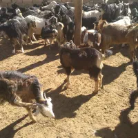 ۲۰راس کهره نرگله ای|حیوانات مزرعه|مرودشت, مجد آباد|دیوار