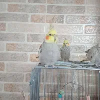 طوطی عروس هلندی