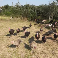 فروش بوقلمون|حیوانات مزرعه|لیسار, |دیوار