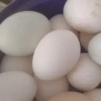 تخم مرغ نطفه دار آراکانا و مرغ فر و پرپا