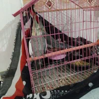 فروش پرنده عروس هلندی سرحال|پرنده|گرمسار, |دیوار