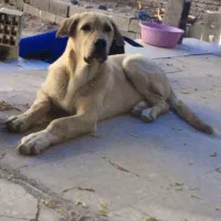 توله ماده پژدر فروشی