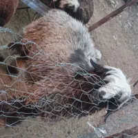 فروش یک شیشک قوچ