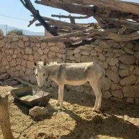 الاغ بارکش نر|حیوانات مزرعه|فیروزآباد (فارس), |دیوار