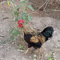 خروس