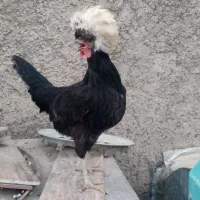 یک مرغ لهستانی و یک مرغ سلطان تخم گذار و دو جوجه|حیوانات مزرعه|قرچک, شهرک الحدید|دیوار