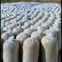 چغندر توفالع