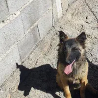 توله سگ ماده